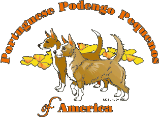 Portuguese Podengo Pequenos of America